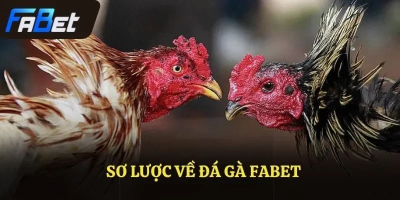 Sơ lược về đá gà FABET